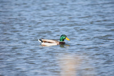 Ducks swimming in a lake