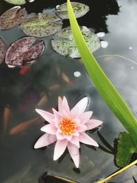 Close-up of lotus water lily