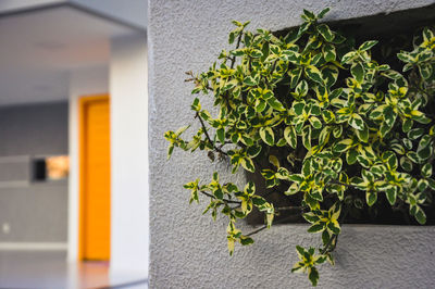 Close-up of ivy plant