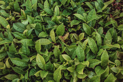 Full frame shot of green plant