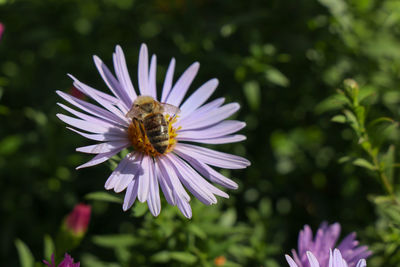 Close-up of bee pollinating flower