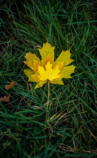 Close-up of yellow flowering plant on land