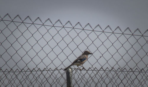 Sparrow on chainlink fence against clear sky