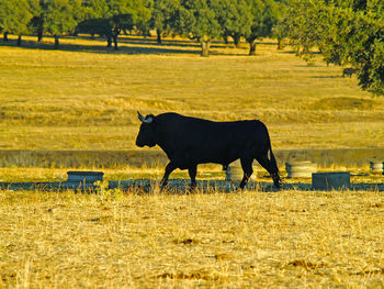 Horse on field