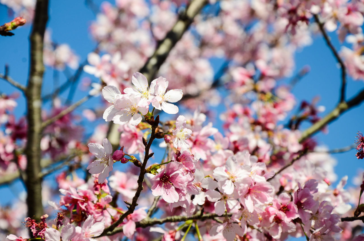 CLOSE-UP OF PINK CHERRY BLOSSOMS