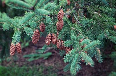 Close-up of pine tree