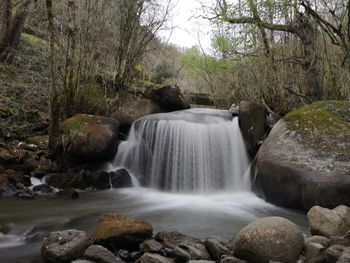 Scenic view of waterfall in forest
