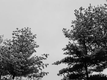 Low angle view of trees against clear sky