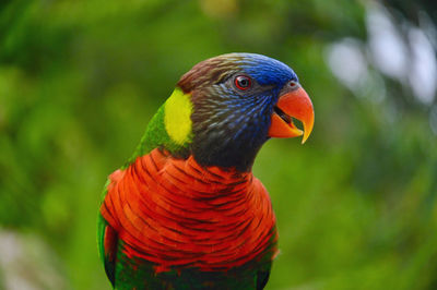 Close-up of parrot perching outdoors