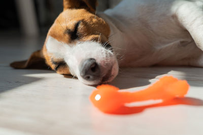 Close-up of dog sitting on floor