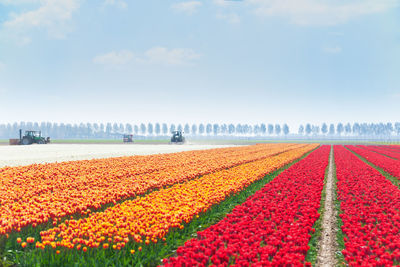 View of red tulips on field against sky