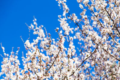 Low angle view of cherry blossom against blue sky