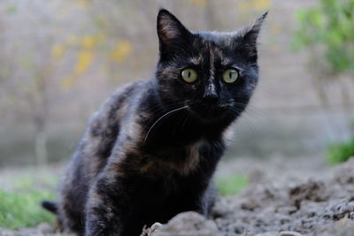 Portrait of black cat