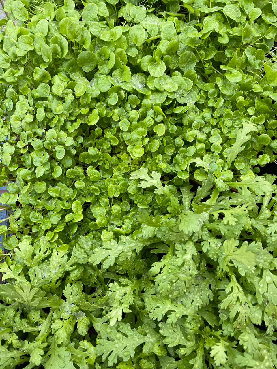 FULL FRAME SHOT OF FRESH PLANTS