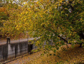 Trees in park during autumn