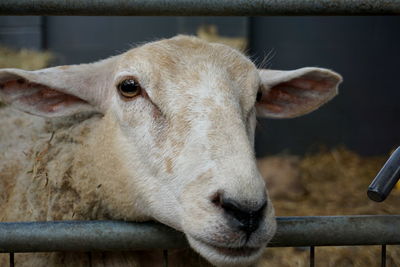 Close-up portrait of an animal