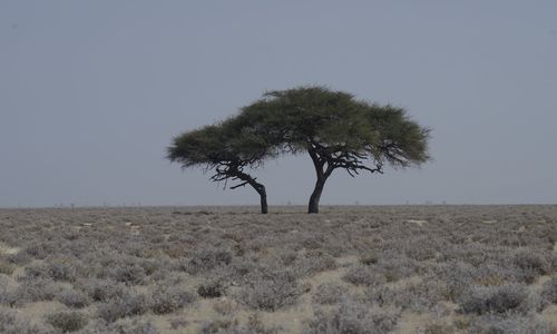 Tree on field against clear sky