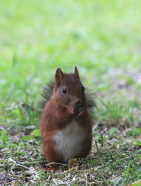 Close-up of squirrel on field