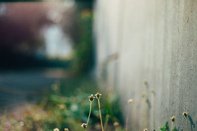 Close-up of plant against blurred background