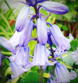 Close-up of purple flowers