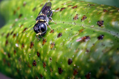 Close-up of caterpillar on leaf