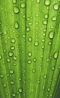 Full frame shot of wet leaf