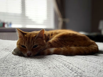 Close-up of cat lying down at home