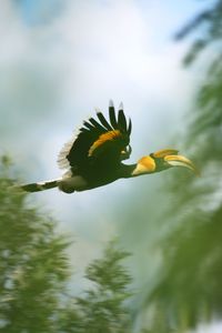 Low angle view of yellow flower