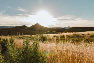 Scenic view of field against sky