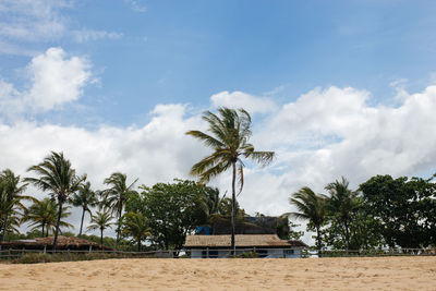 Palm trees on beach against sky