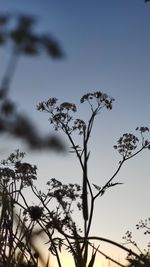 Low angle view of plants against clear sky