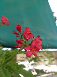 Close-up of red flowers blooming on tree