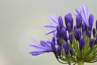Close-up of purple flowering plant over white background