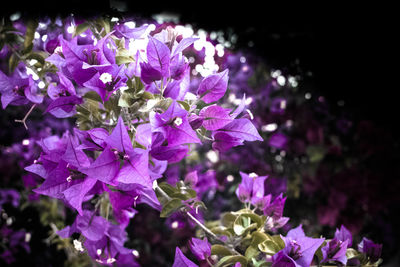 Purple flowers blooming outdoors