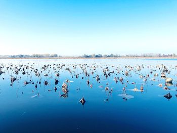 Flock of birds in lake against clear blue sky