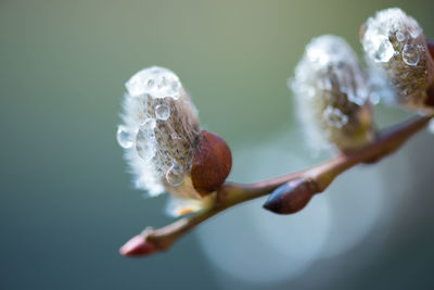 Close-up of dew drops on catkins