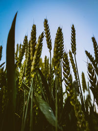 Close-up of stalks in field against sky