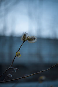 Close-up of wilted plant against blurred background