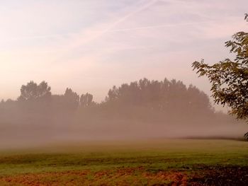 Trees on field against sky