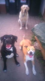 pets