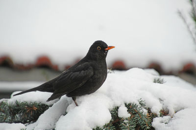 Close-up of bird perching on twig during winter