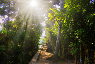 Sunlight streaming through trees in forest