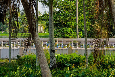 View of trees by plants in lake