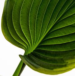 Close-up of green leaves