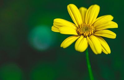 Close-up of yellow flower