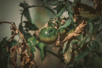 Close-up of fruit growing on tree