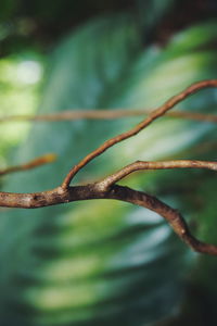 Close-up of fresh green leaf