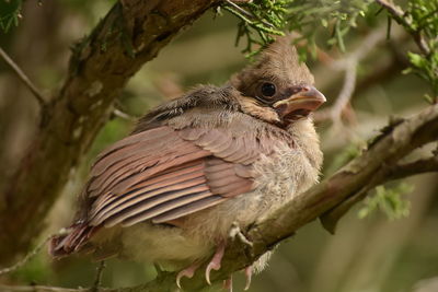 Close-up of bird perching on tree