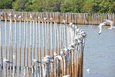 Row of birds on wooden post