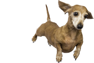 Portrait of dog against white background